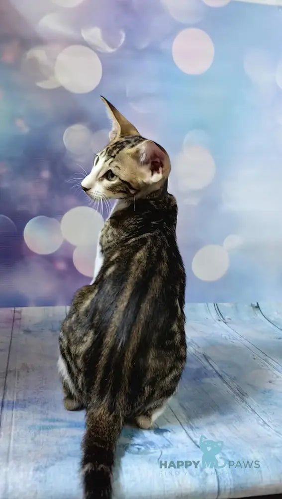 Dorothy Oriental Shorthair female black tabby bicolour live animals