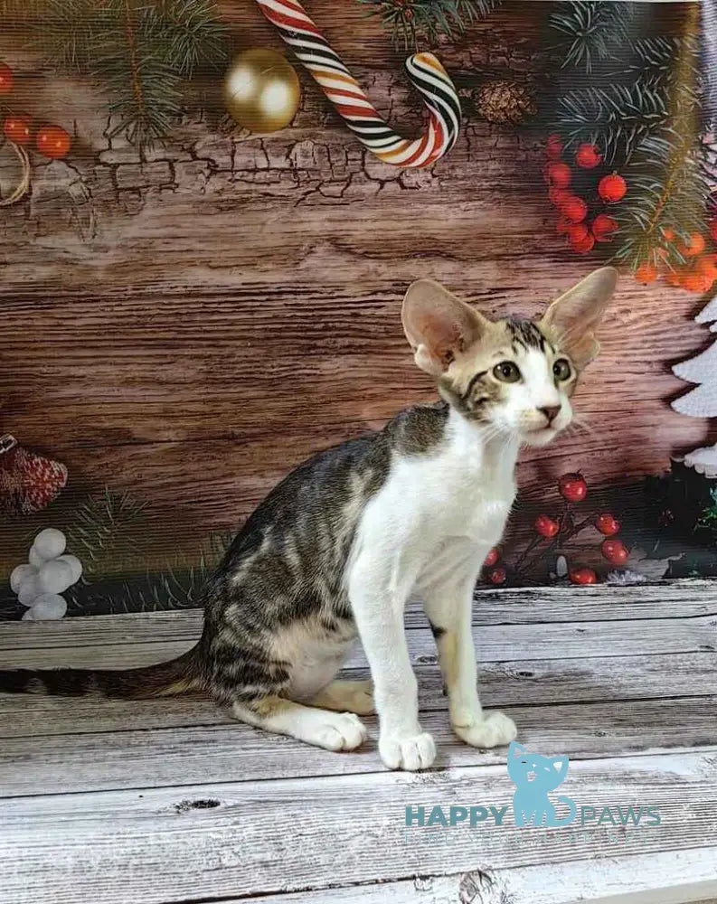 Dorothy Oriental Shorthair female black tabby bicolour live animals