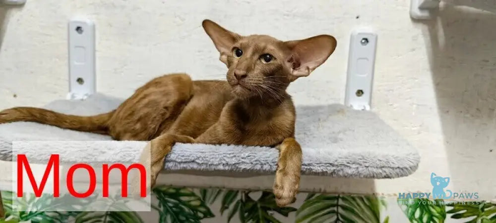 Dorothy Oriental Shorthair female black tabby bicolour live animals