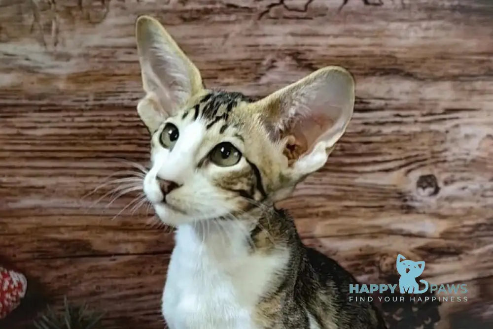 Dorothy Oriental Shorthair female black tabby bicolour live animals