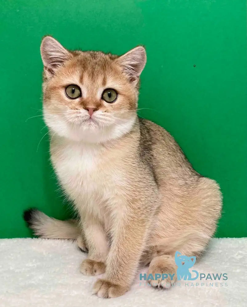 Doroty Scottish Straight Female Black Golden Shaded Live Animals