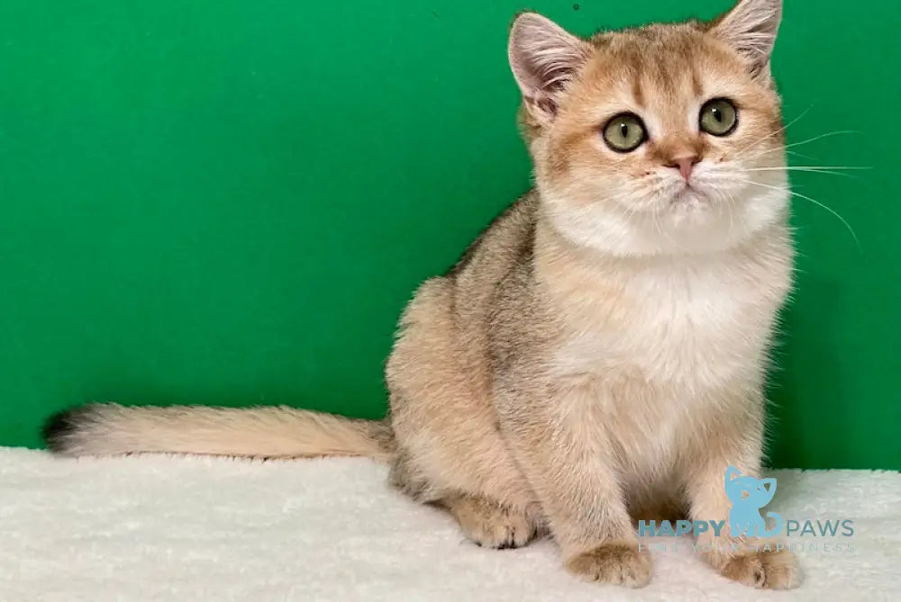 Doroty Scottish Straight Female Black Golden Shaded Live Animals
