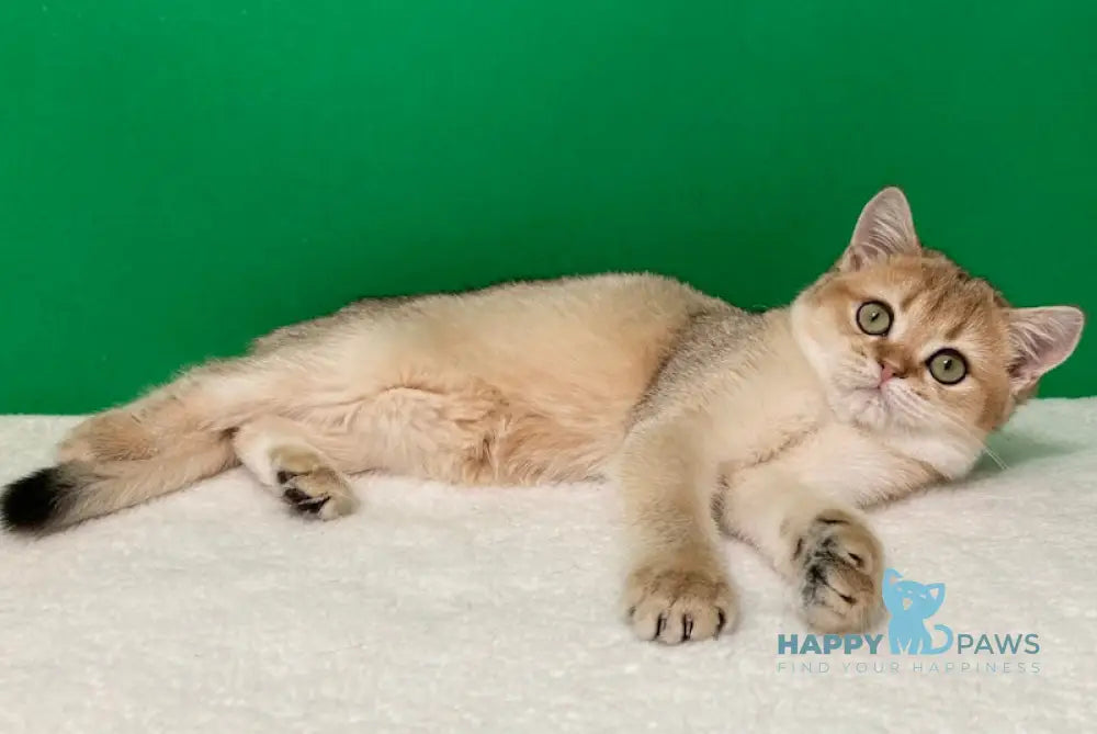Doroty Scottish Straight Female Black Golden Shaded Live Animals