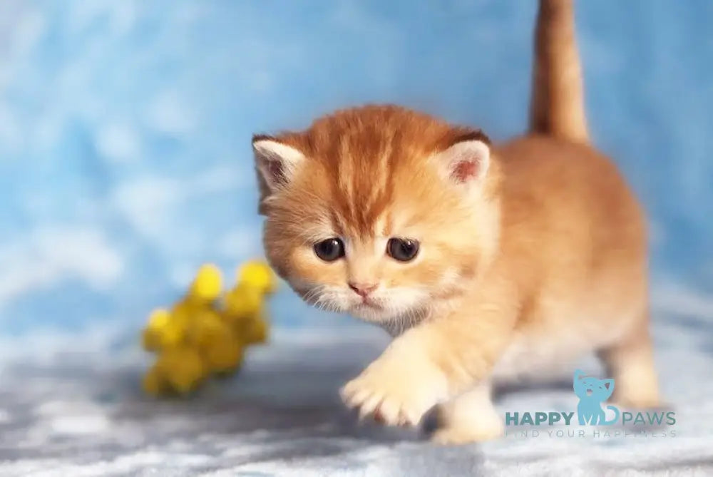 Dory British Shorthair male chocolate golden shaded live animals