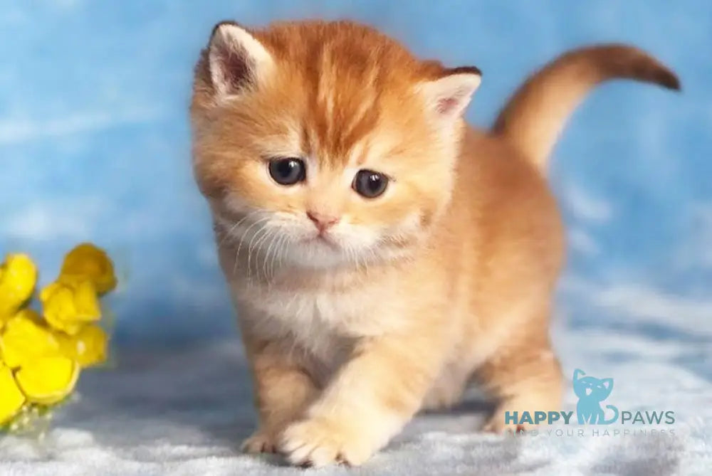Dory British Shorthair male chocolate golden shaded live animals