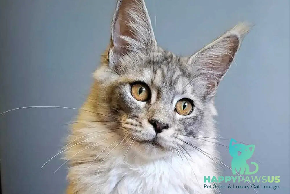 Dory Maine Coon female black silver ticked tabby - live animals