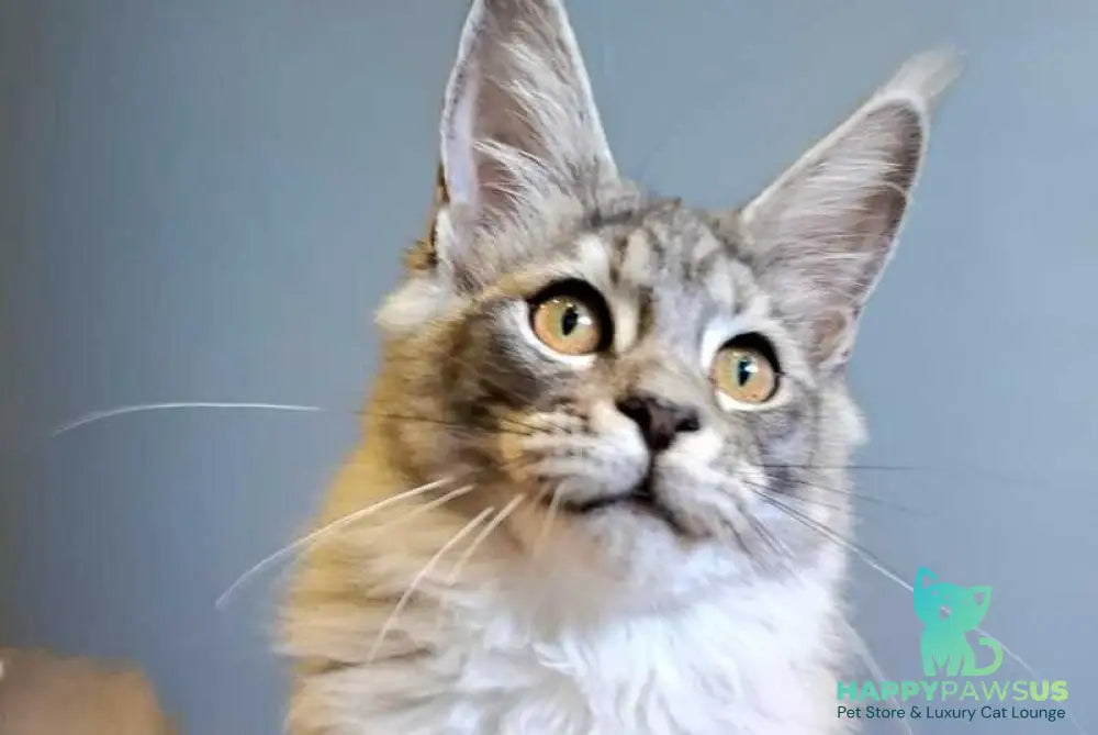 Dory Maine Coon female black silver ticked tabby - live animals