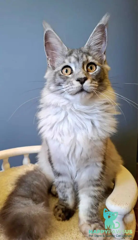Dory Maine Coon female black silver ticked tabby - live animals