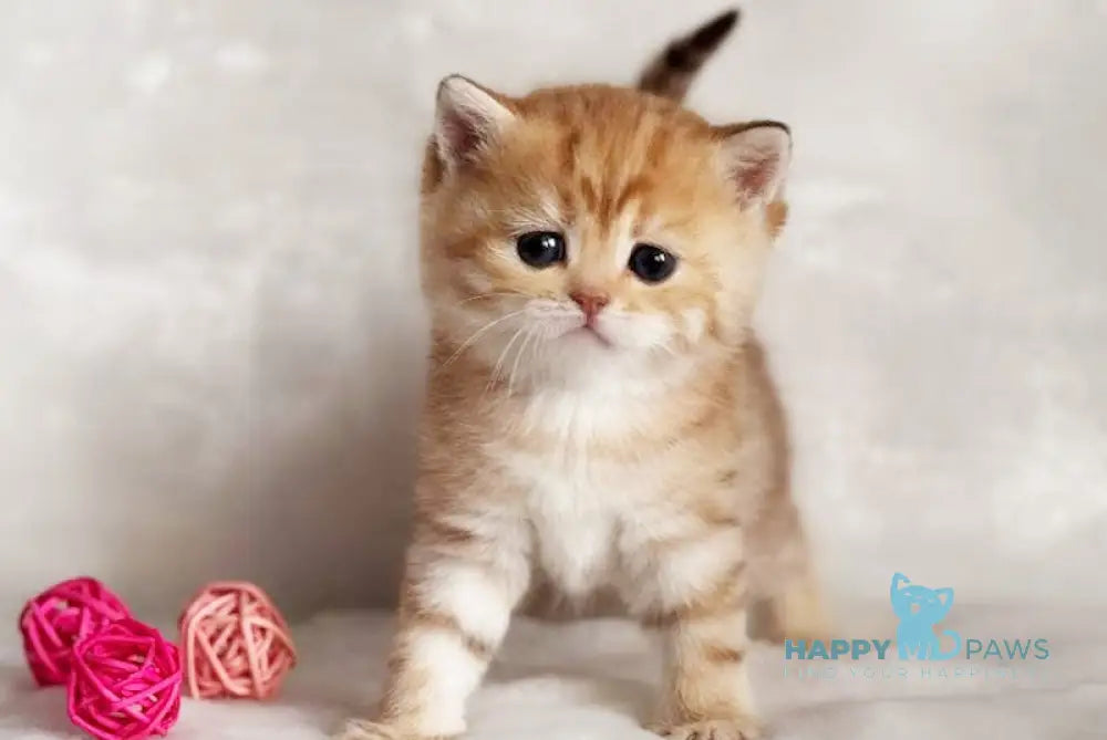 Dorya British Shorthair female chocolate golden spotted tabby live animals