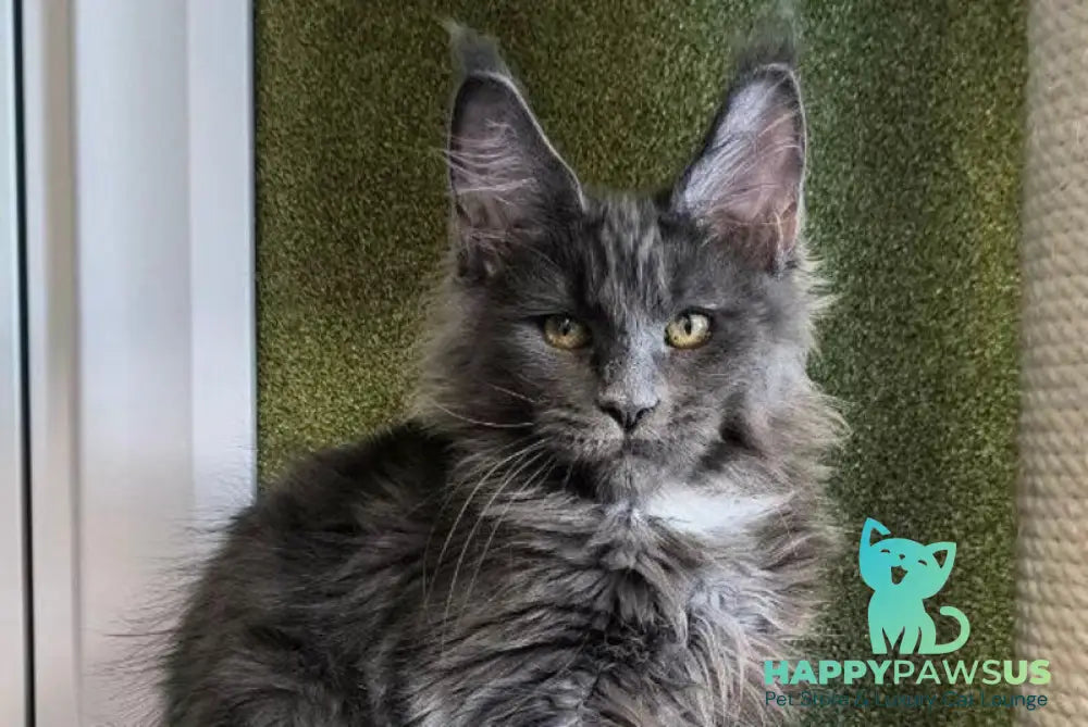 Dracaris Maine Coon polydactyl male blue silver with white live animals