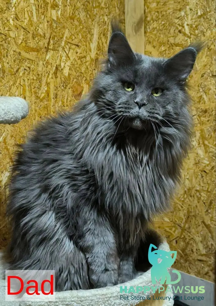 Dracaris Maine Coon polydactyl male blue silver with white live animals