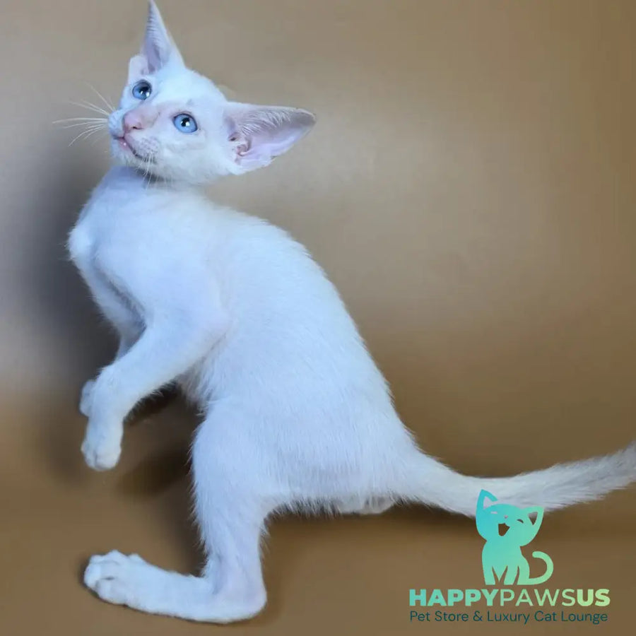 Draco Siamese male red - live animals