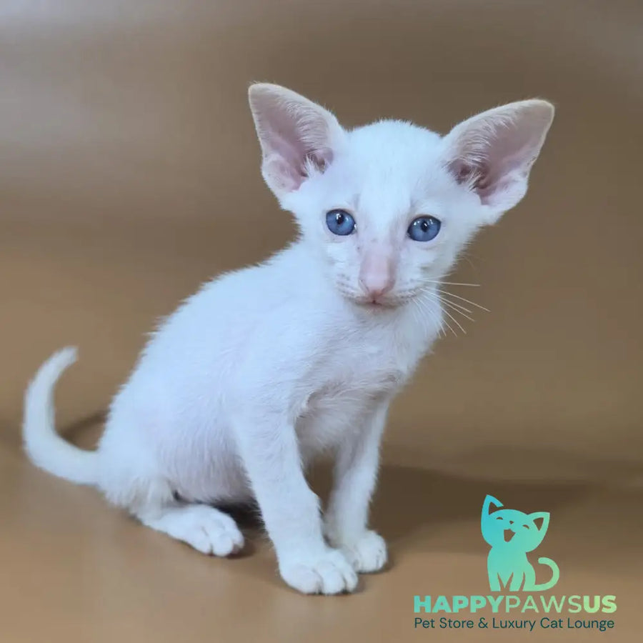 Draco Siamese male red - live animals