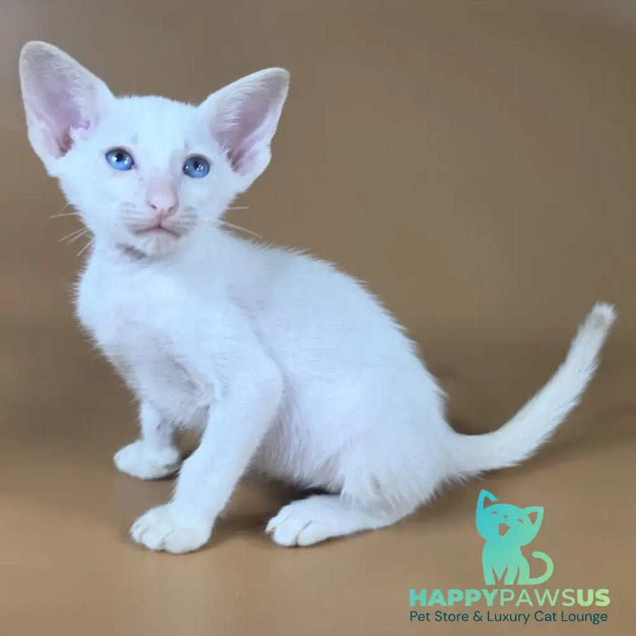 Draco Siamese male red - live animals