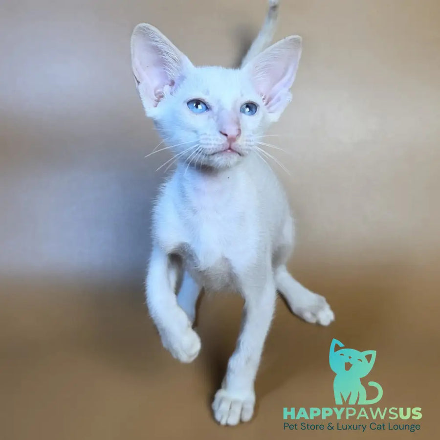 Draco Siamese male red - live animals