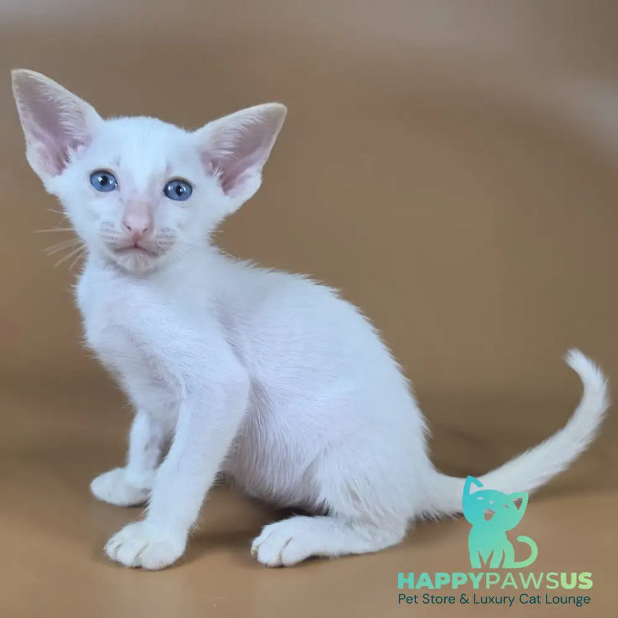 Draco Siamese male red - live animals