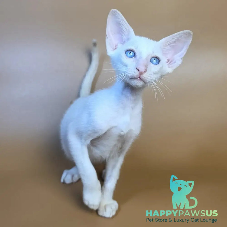 Draco Siamese male red - live animals