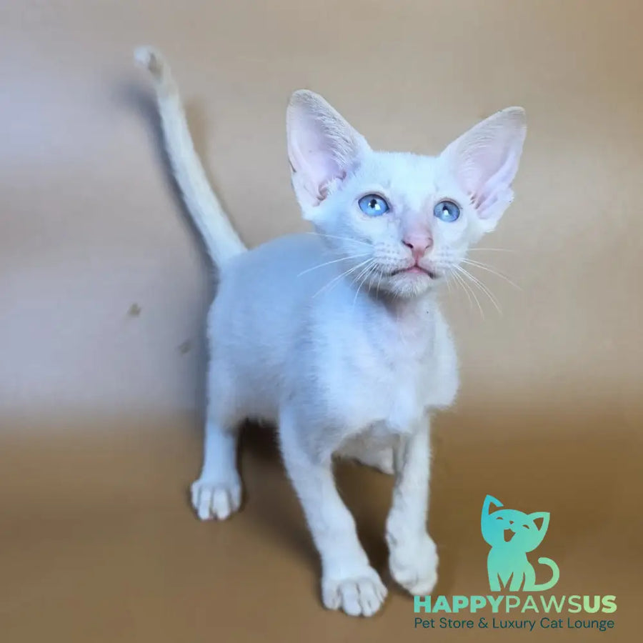 Draco Siamese male red - live animals