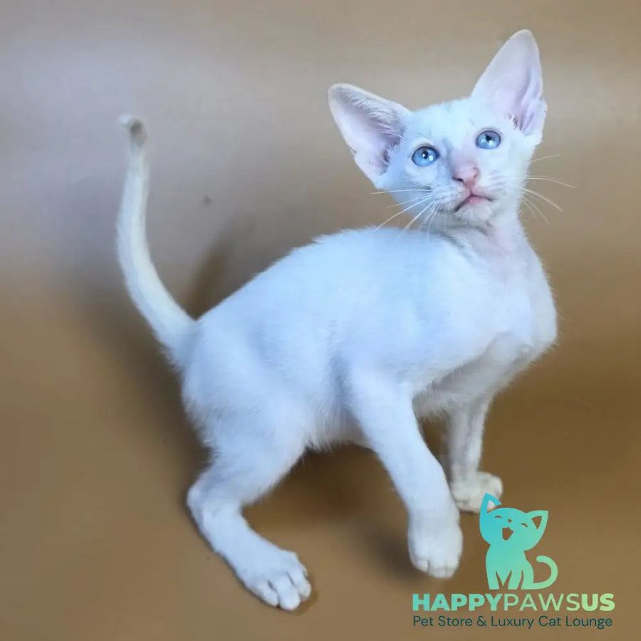 Draco Siamese male red - live animals
