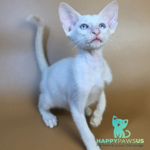 Draco Siamese male red - live animals