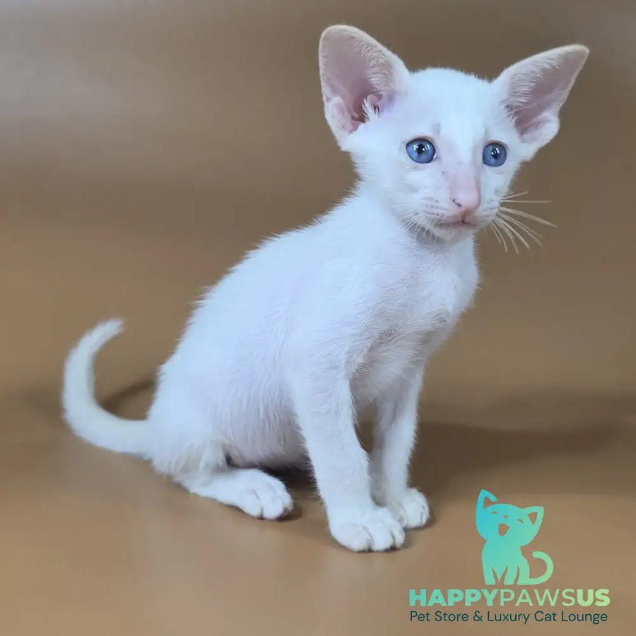 Draco Siamese male red - live animals