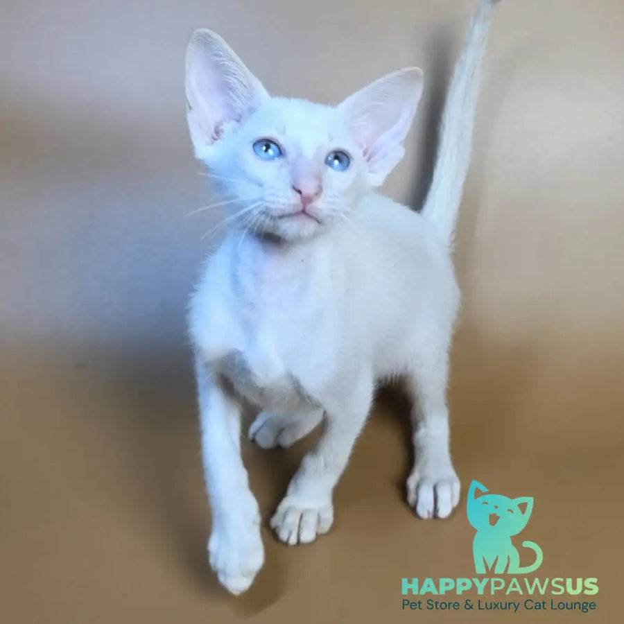 Draco Siamese male red - live animals