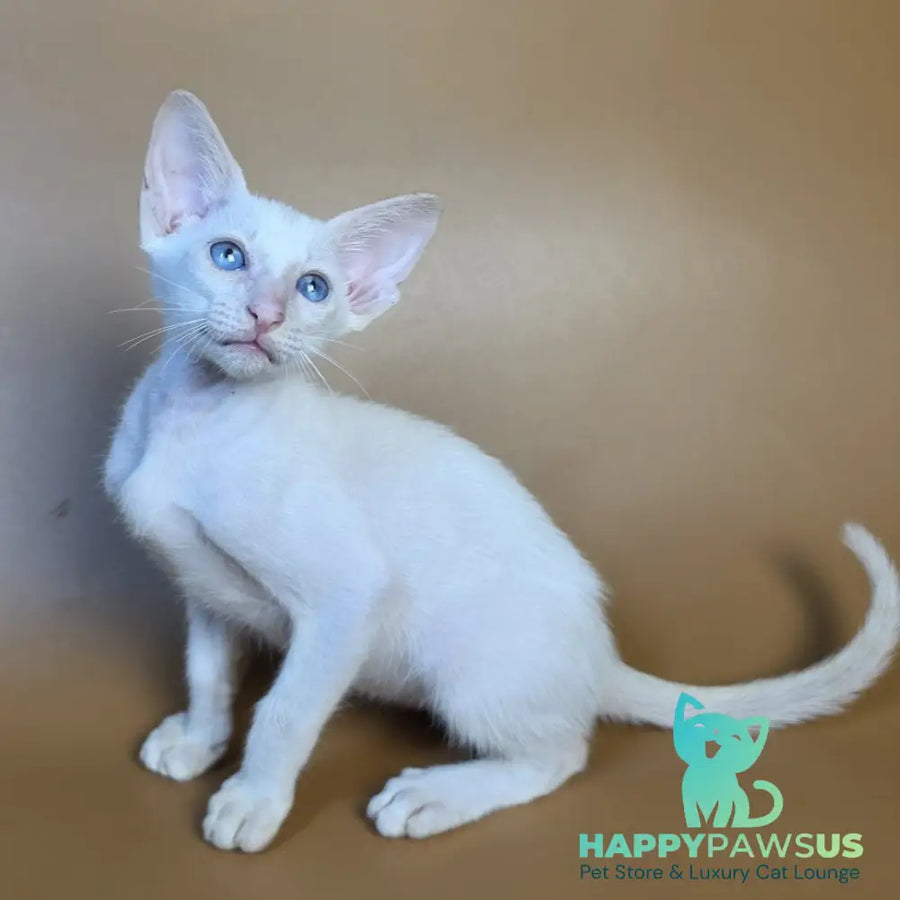 Draco Siamese male red - live animals