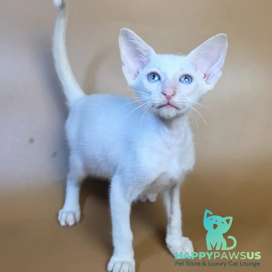 Draco Siamese male red - live animals