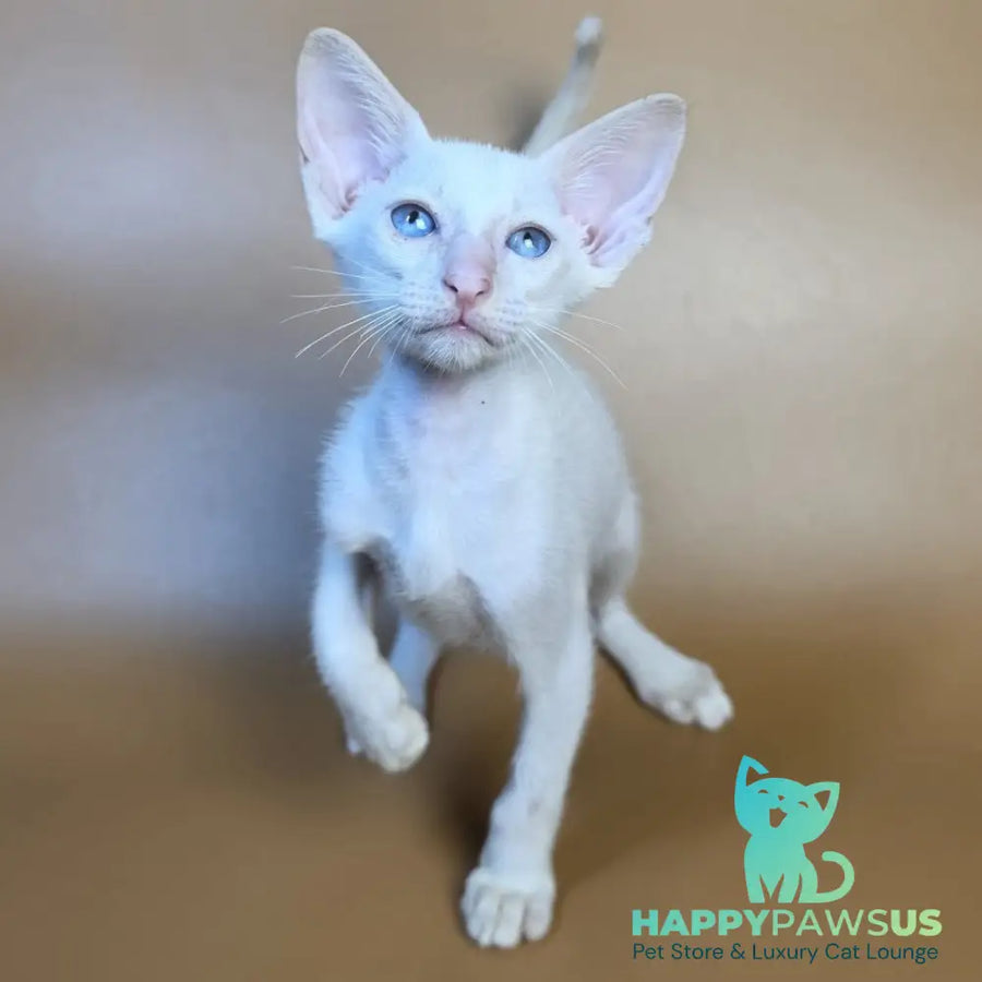 Draco Siamese male red - live animals