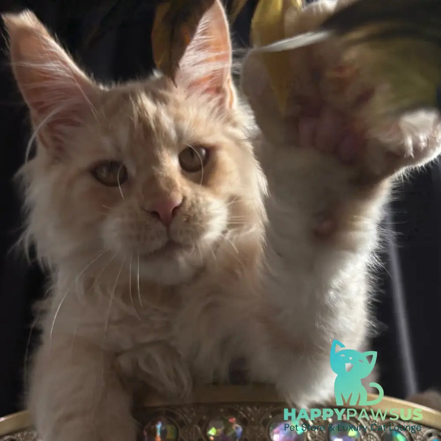 Dragon Maine Coon male red - live animals