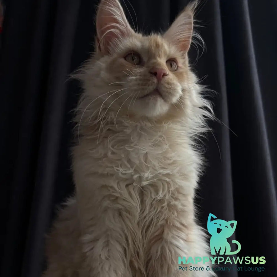 Dragon Maine Coon male red - live animals