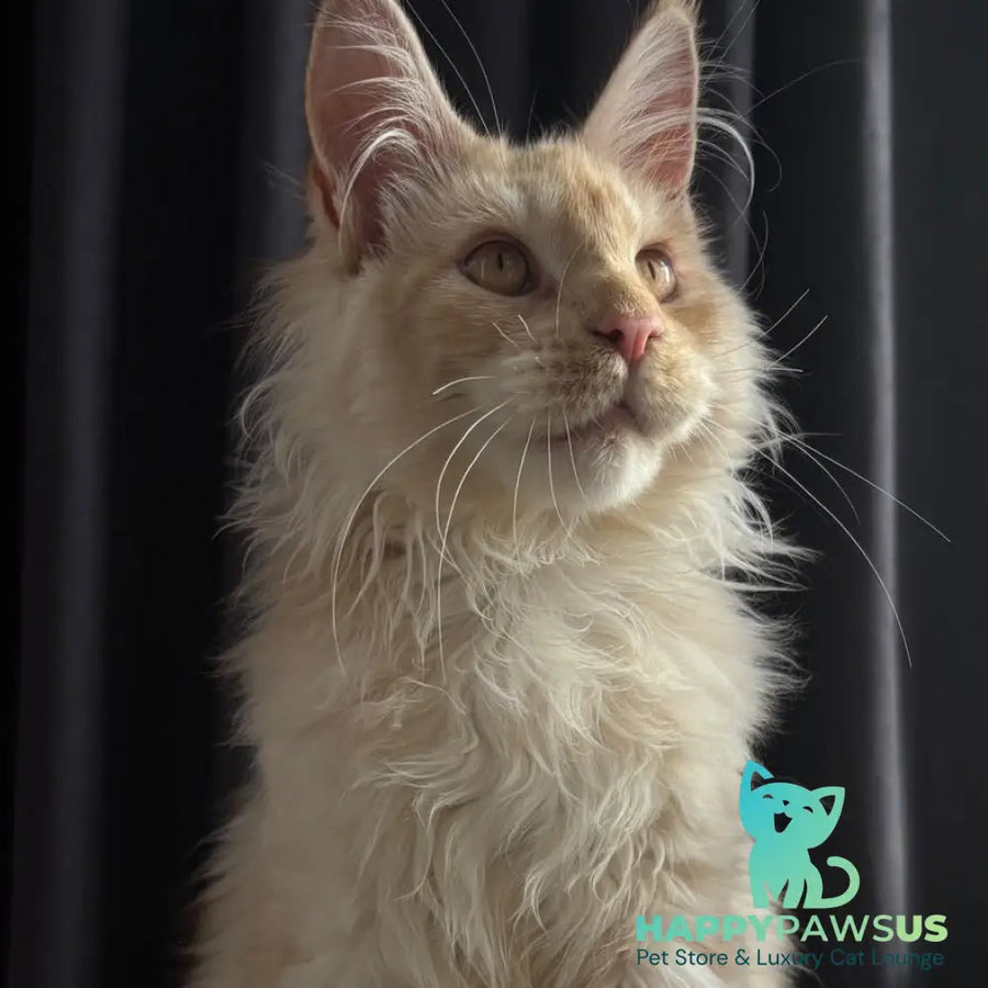 Dragon Maine Coon male red - live animals