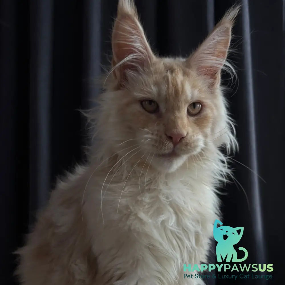 Dragon Maine Coon male red - live animals
