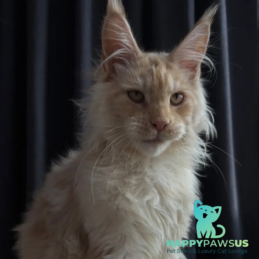 Dragon Maine Coon male red - live animals