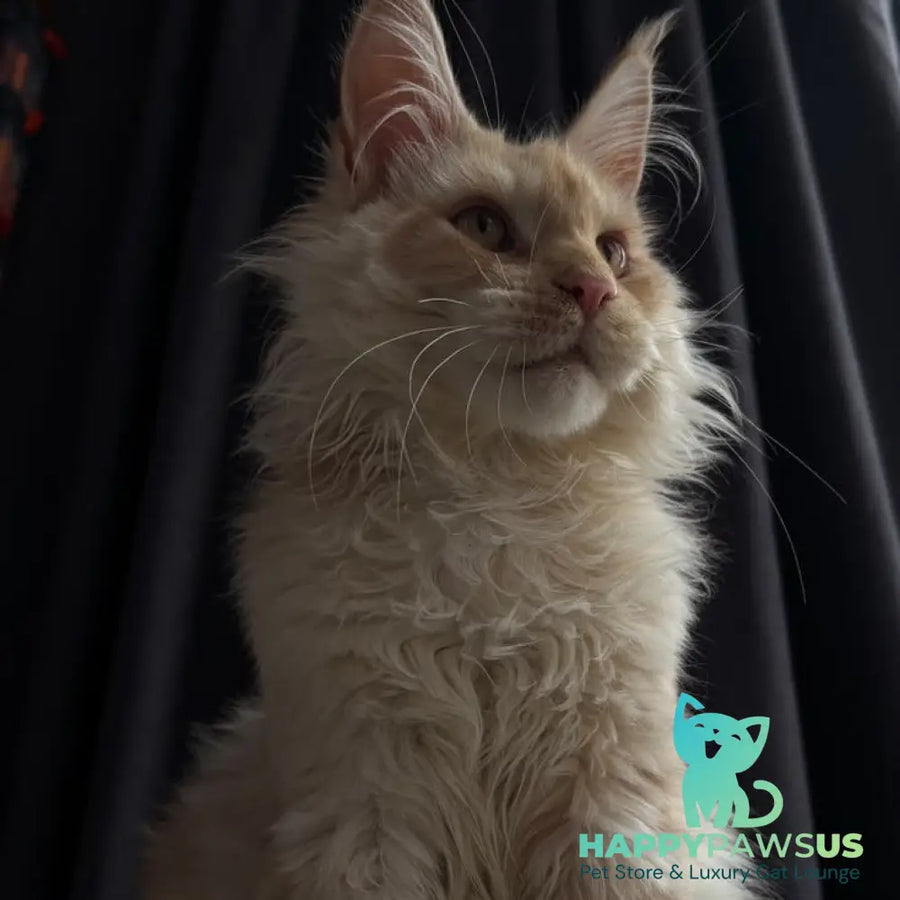 Dragon Maine Coon male red - live animals