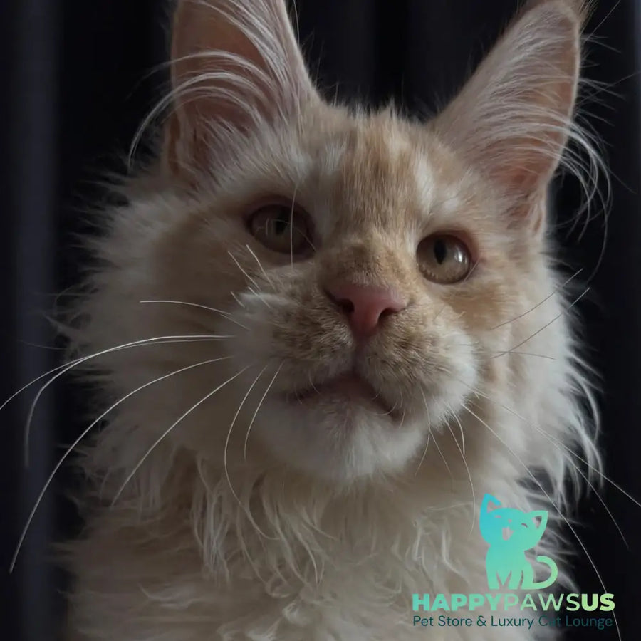 Dragon Maine Coon male red - live animals