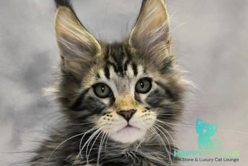 Dragon Maine Coon polydactyl male black with white tabby live animals