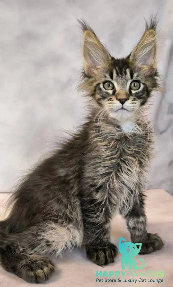 Dragon Maine Coon polydactyl male black with white tabby live animals