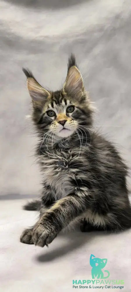 Dragon Maine Coon polydactyl male black with white tabby live animals
