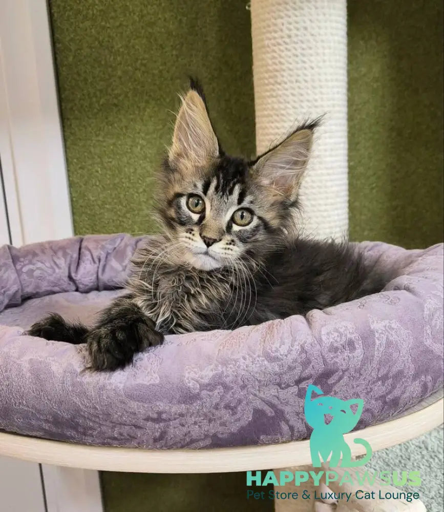 Dragon Maine Coon polydactyl male black with white tabby live animals