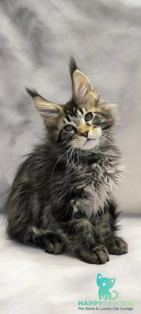 Dragon Maine Coon polydactyl male black with white tabby live animals