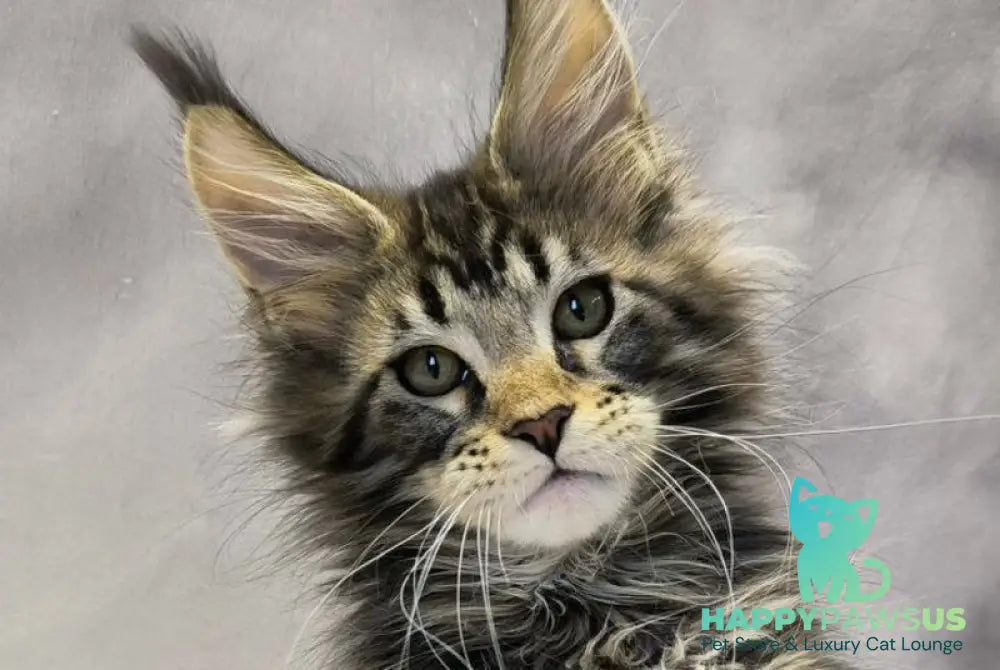 Dragon Maine Coon polydactyl male black with white tabby live animals