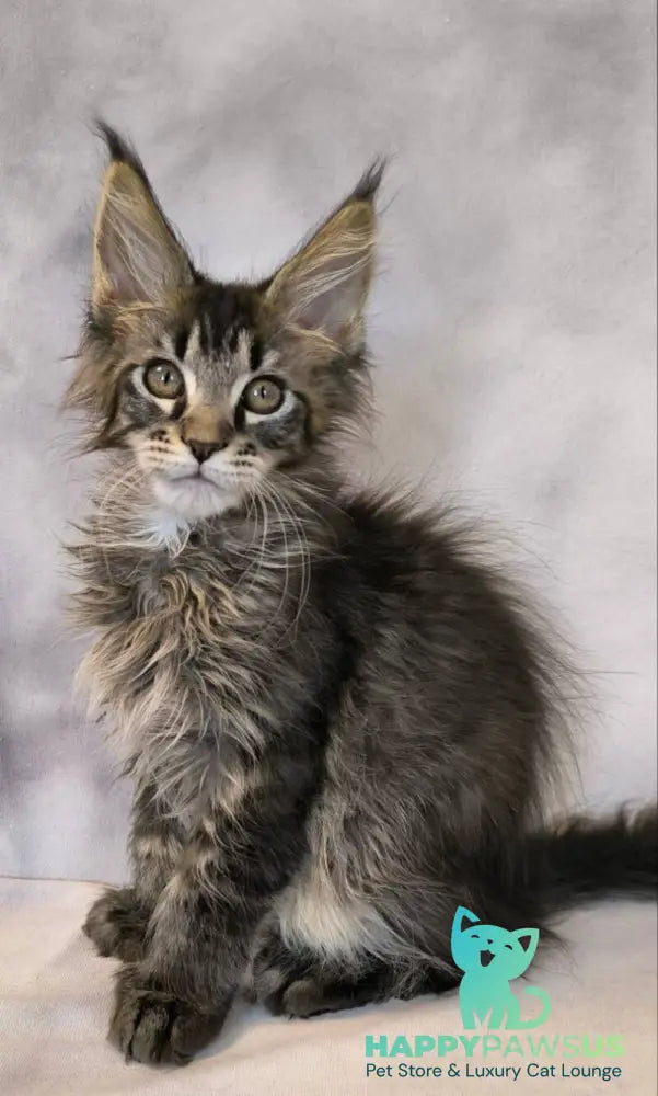 Dragon Maine Coon polydactyl male black with white tabby live animals