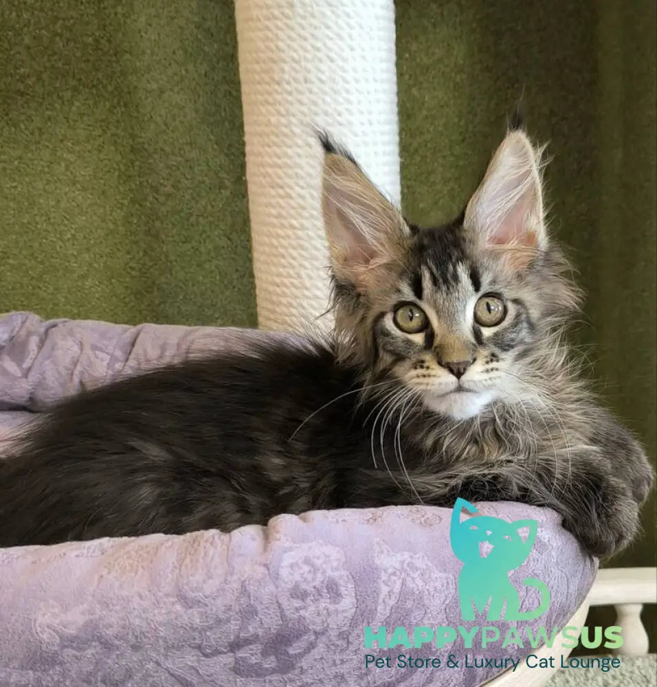 Dragon Maine Coon polydactyl male black with white tabby live animals