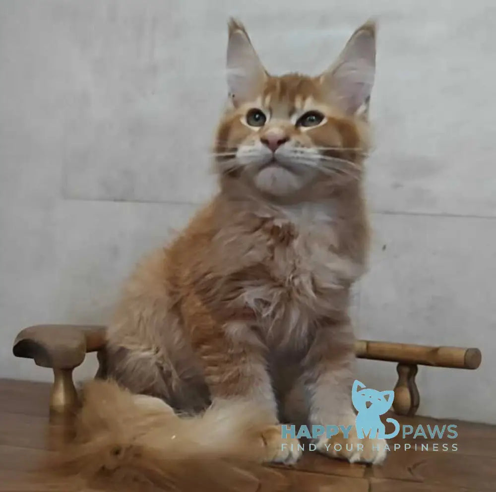 Drake Maine Coon male red silver ticked tabby live animals