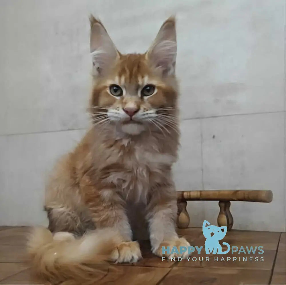 Drake Maine Coon male red silver ticked tabby live animals