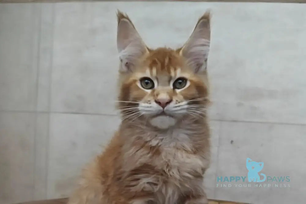 Drake Maine Coon male red silver ticked tabby live animals