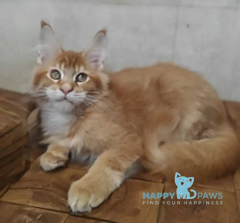 Drake Maine Coon male red silver ticked tabby live animals
