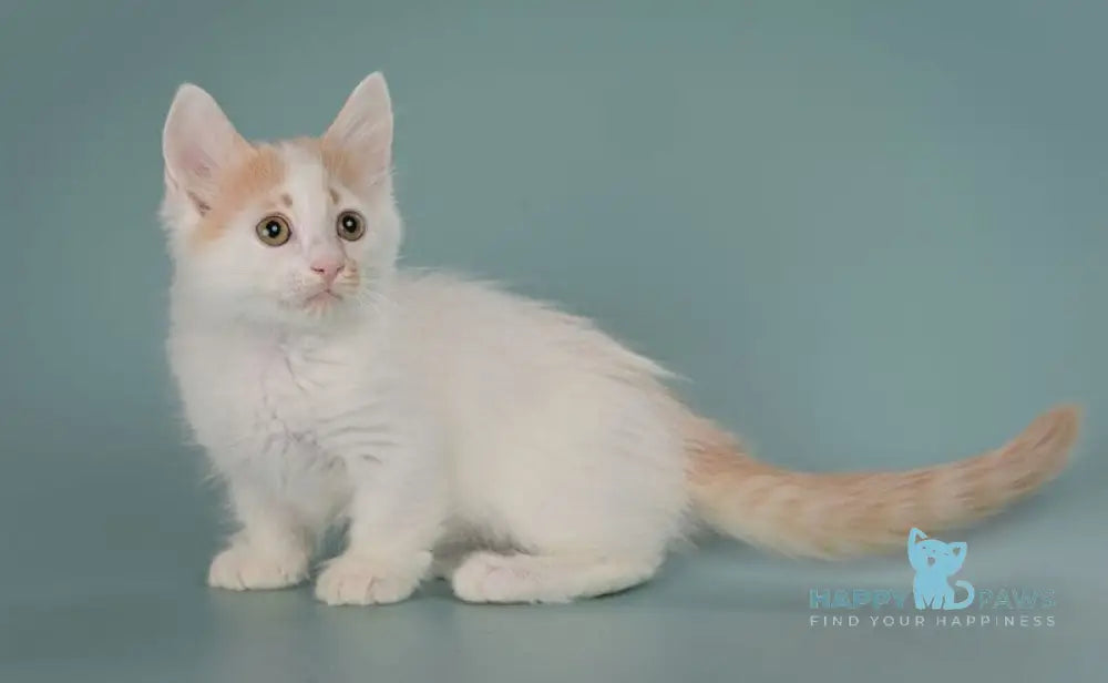 Drake Munchkin male red with white live animals