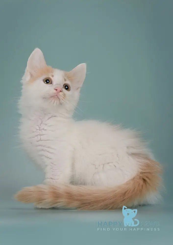 Drake Munchkin male red with white live animals